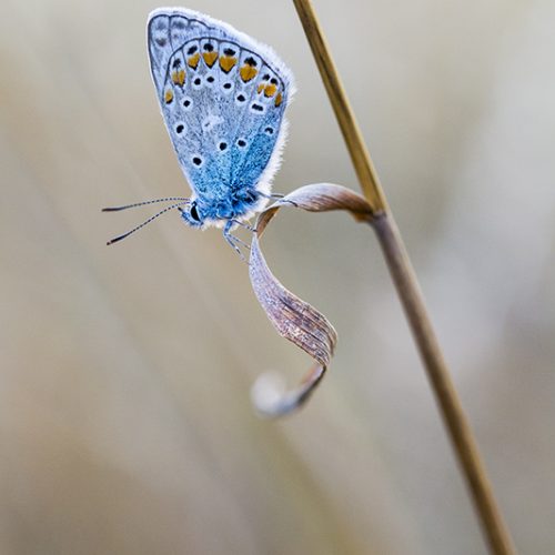 Kleiner blauer Schmetterling